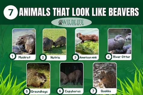 mink vs beaver|7 Different Animals That Look Like Beavers (Pictures).